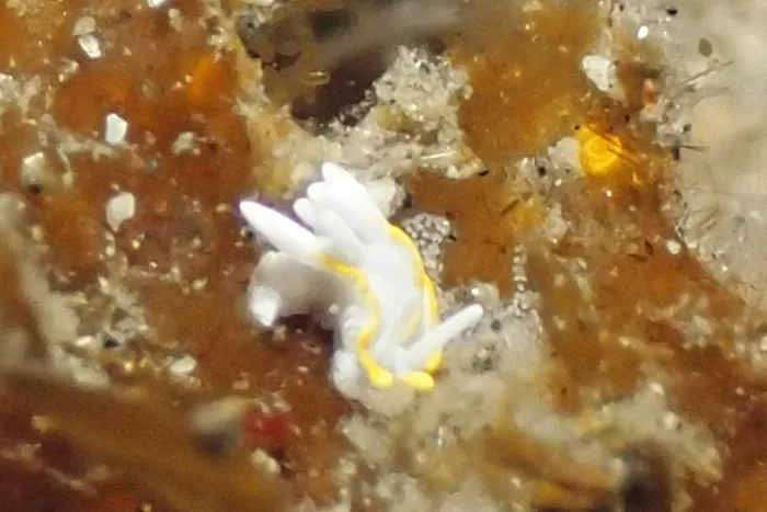 Goniodoridella savignyi