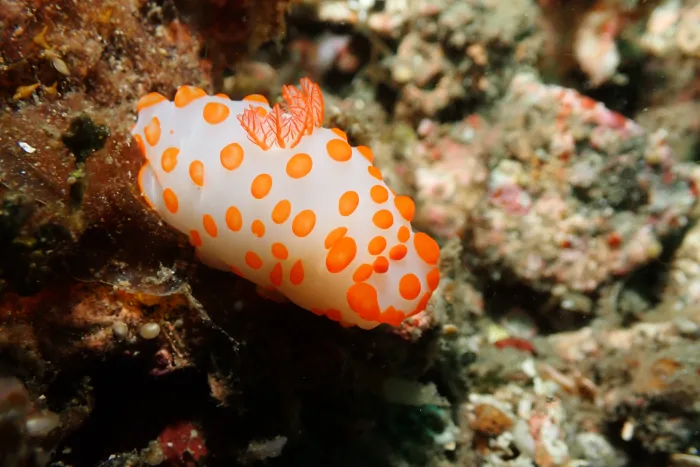 Gymnodoris impudica
