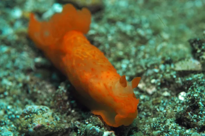 Gymnodoris inornata