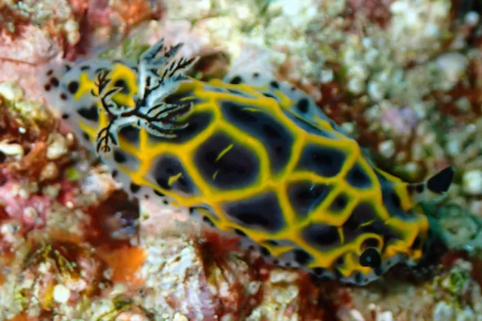 Halgerda wasinensis