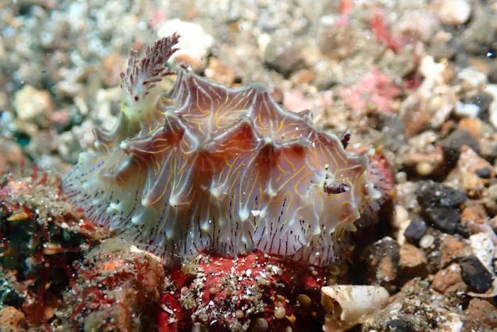 Halgerda willeyi