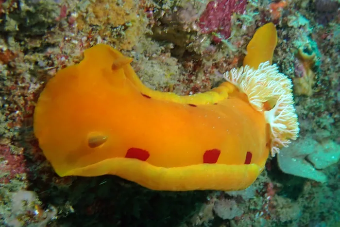 Hexabranchus sanguineus