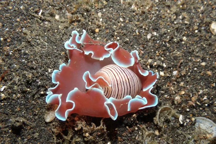 Hydatina physis