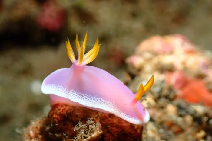 Hypselodoris apolegma