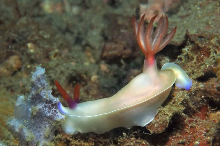 Hypselodoris bullockii