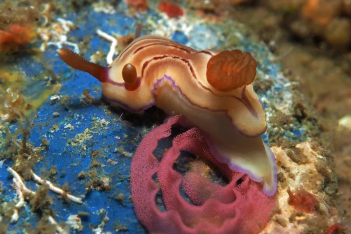 Hypselodoris emma