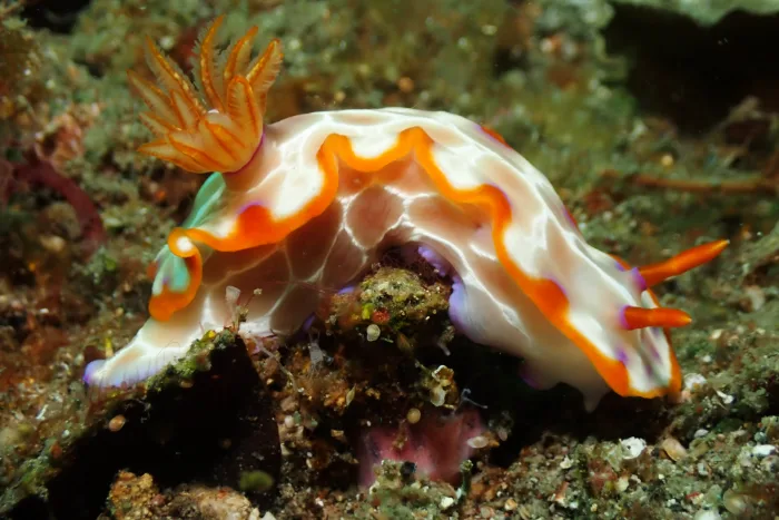 Hypselodoris iacula