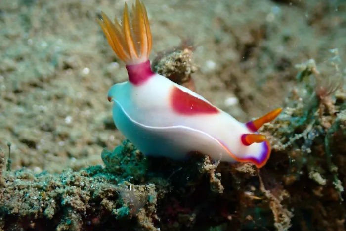 Hypselodoris iba