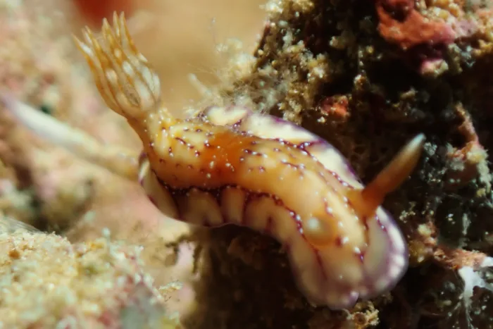 Hypselodoris krakatoa