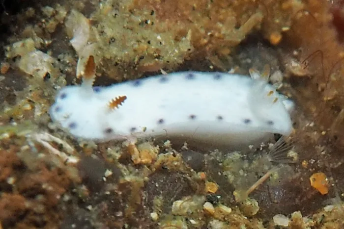 Hypselodoris lacuna