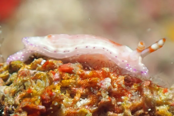 Hypselodoris paradisa