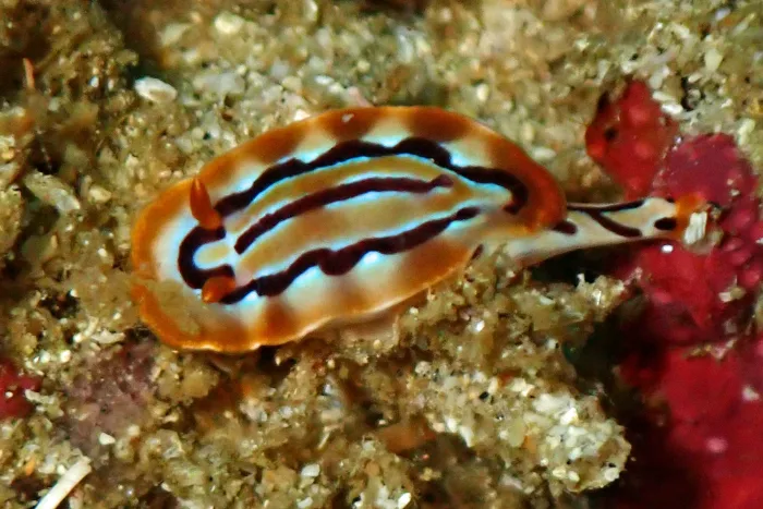 Hypselodoris regina