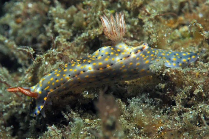 Hypselodoris roo