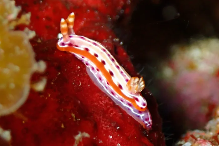 Hypselodoris yarae