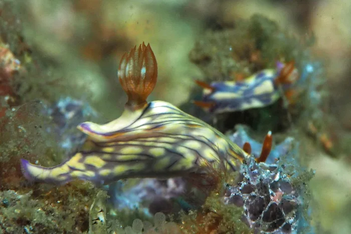 Hypselodoris zephyra