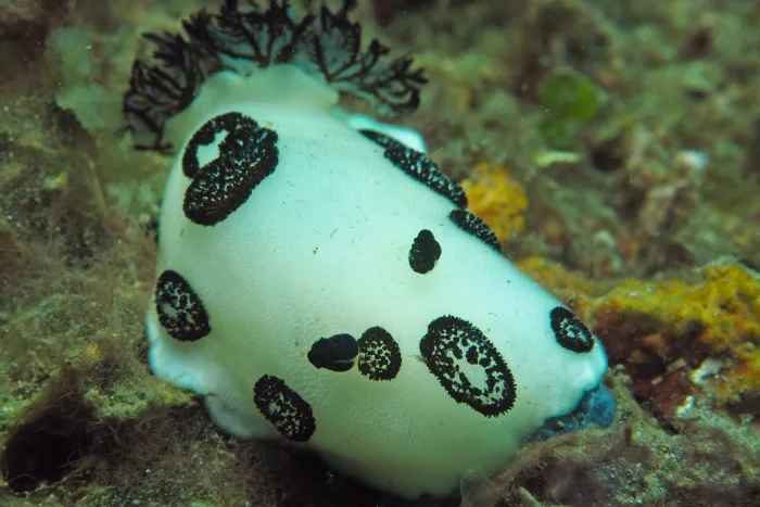 Jorunna funebris