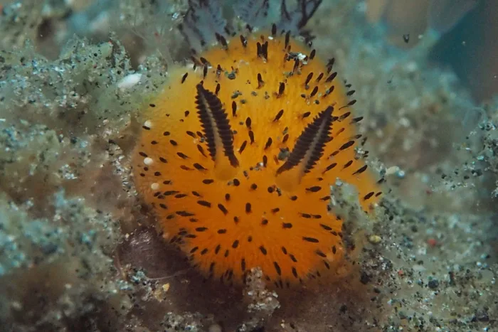 Jorunna parva