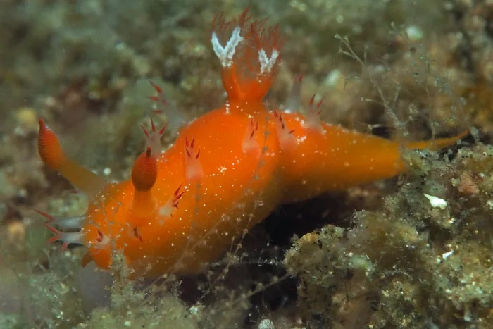 Kaloplocamus acutus