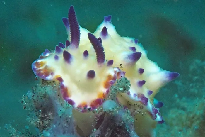 Mexichromis multituberculata