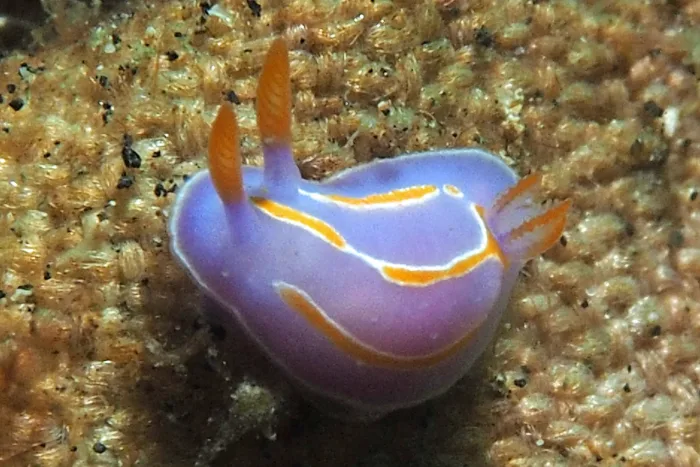 Mexichromis trillineata