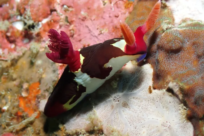 Nembrotha chamberlaini