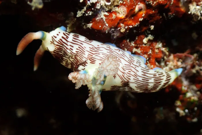 Nembrotha lineolata