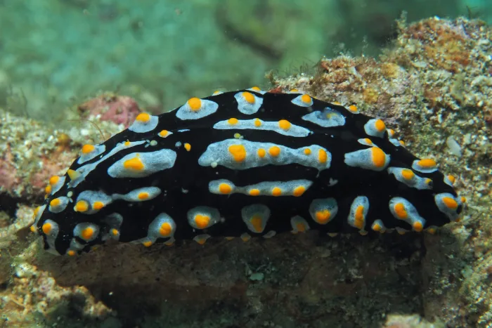Phyllidia varicosa