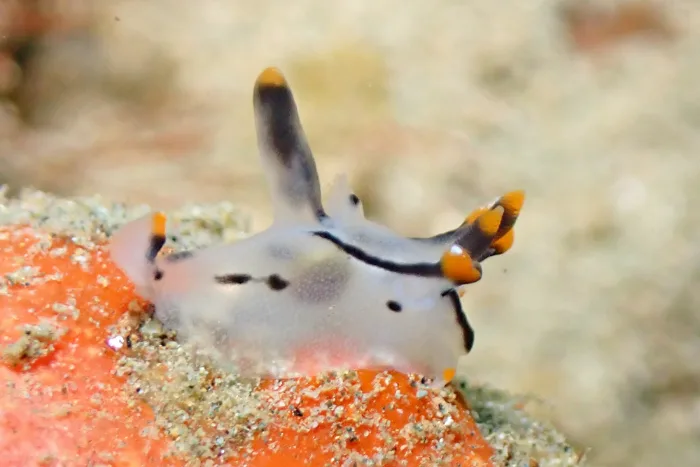 Thecacera picta
