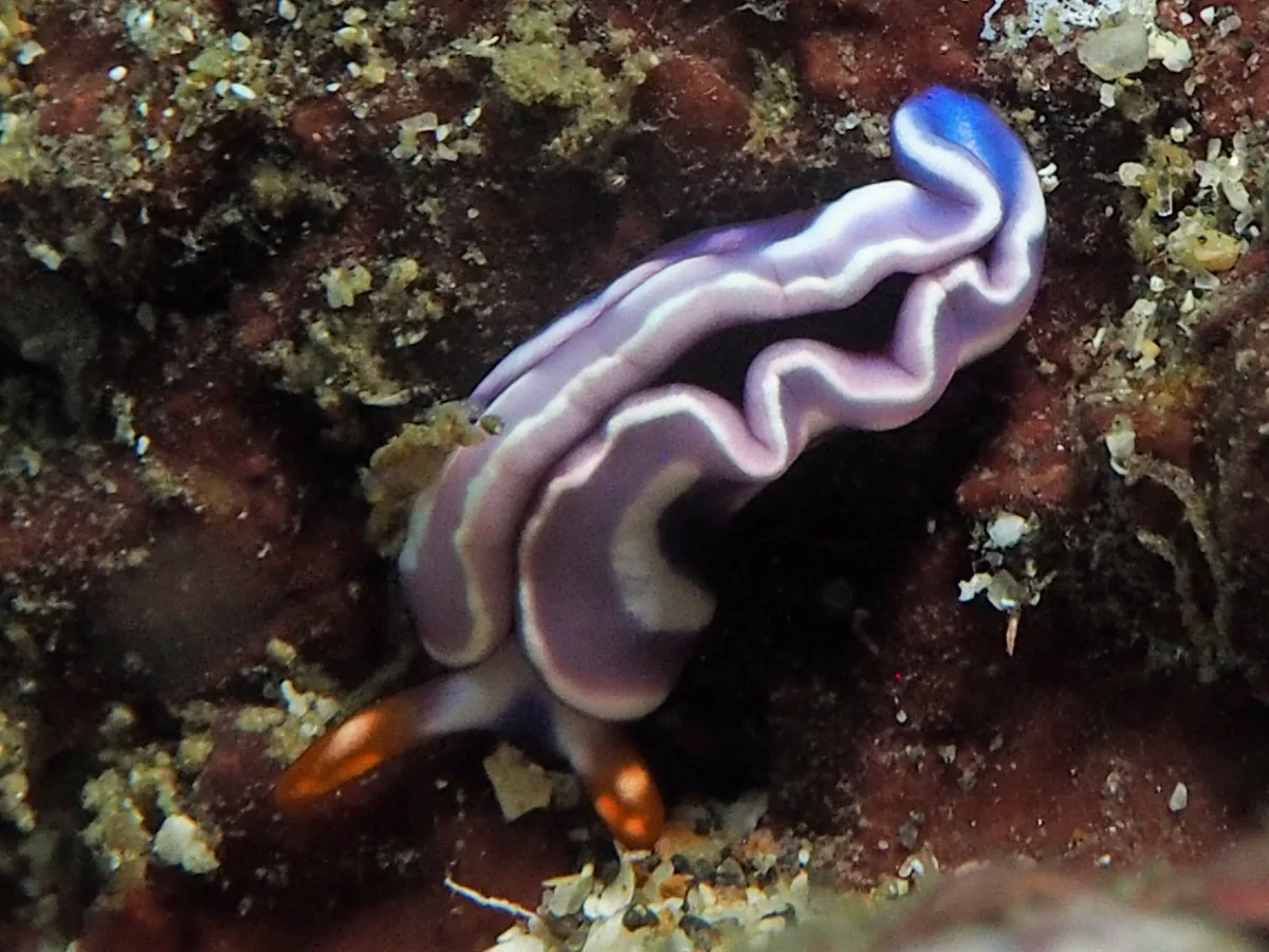 Thuridilla albopustulosa - Indonesia - Lembeh
