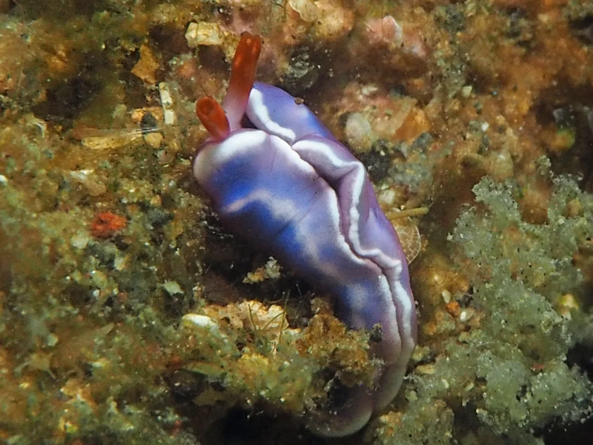 Thuridilla albopustulosa - Indonesia - Lembeh