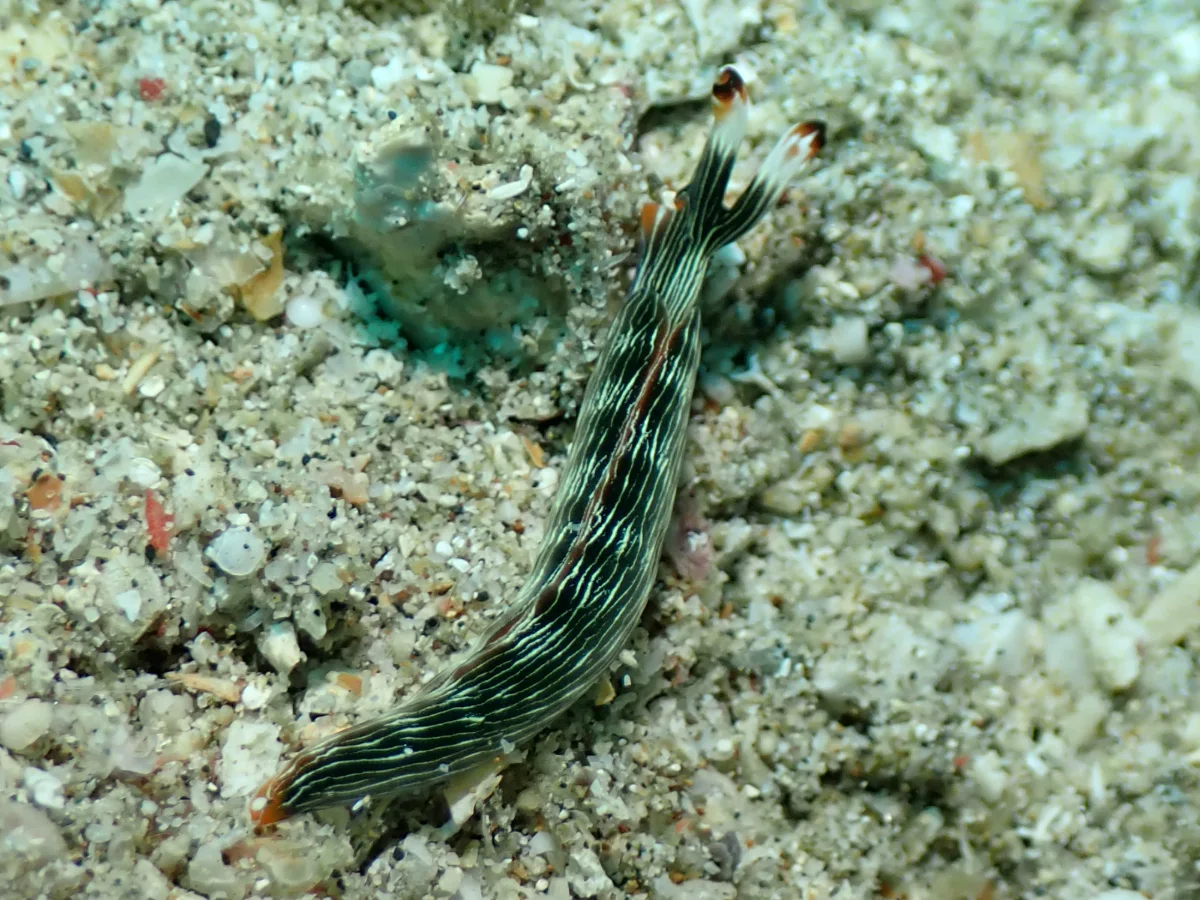 Thuridilla gracilis - Philippines - Anilao