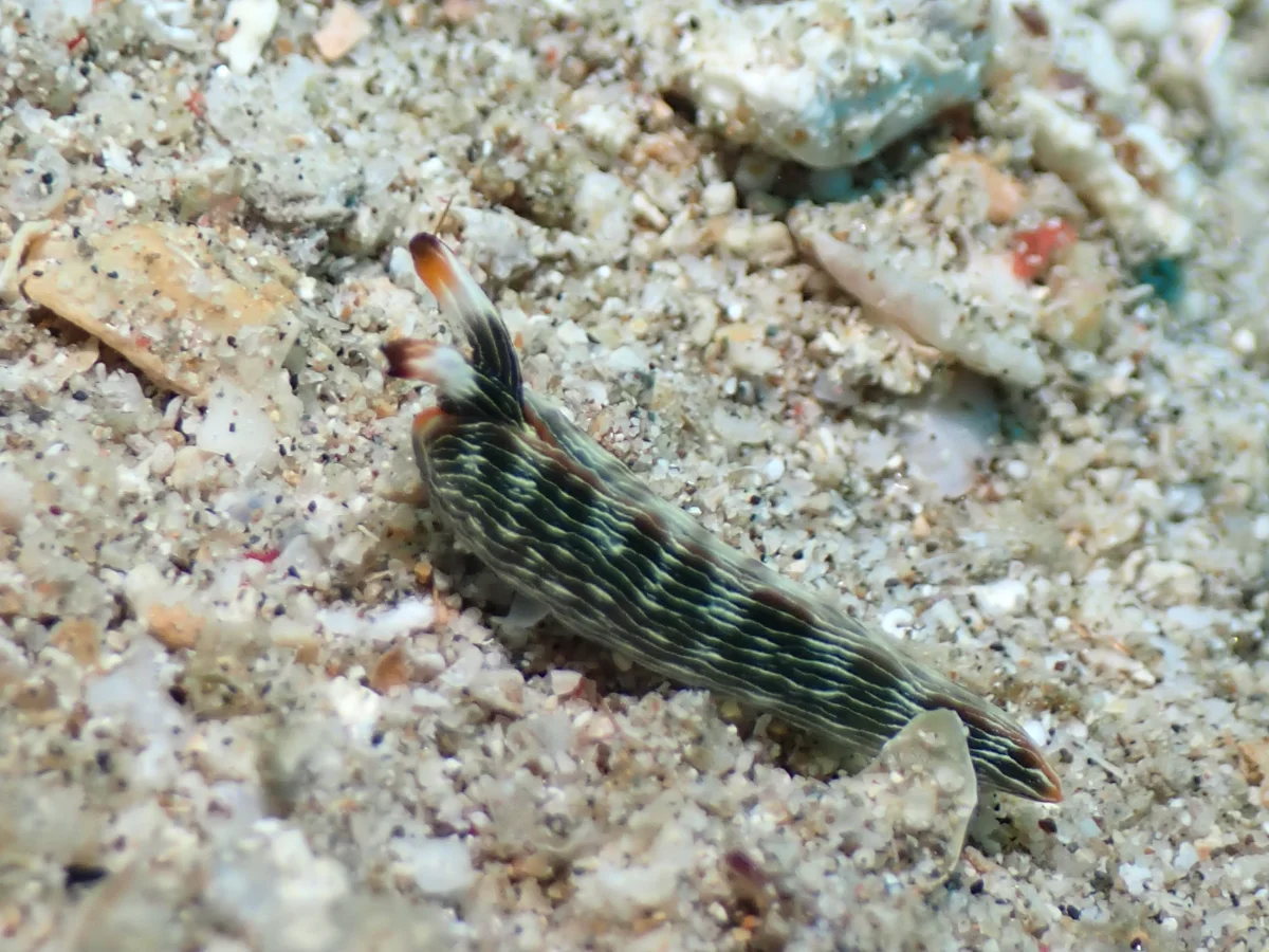 Thuridilla gracilis - Philippines - Anilao