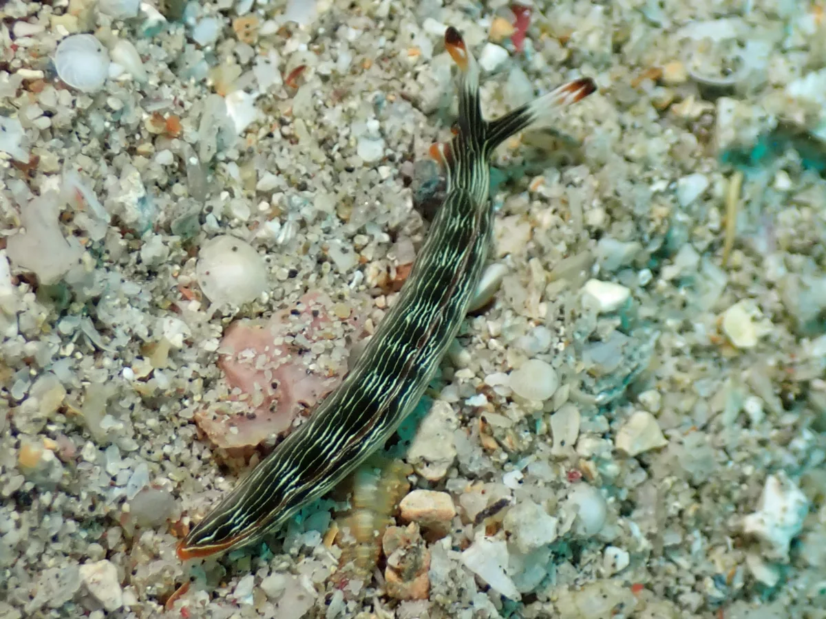 Thuridilla gracilis - Philippines - Anilao