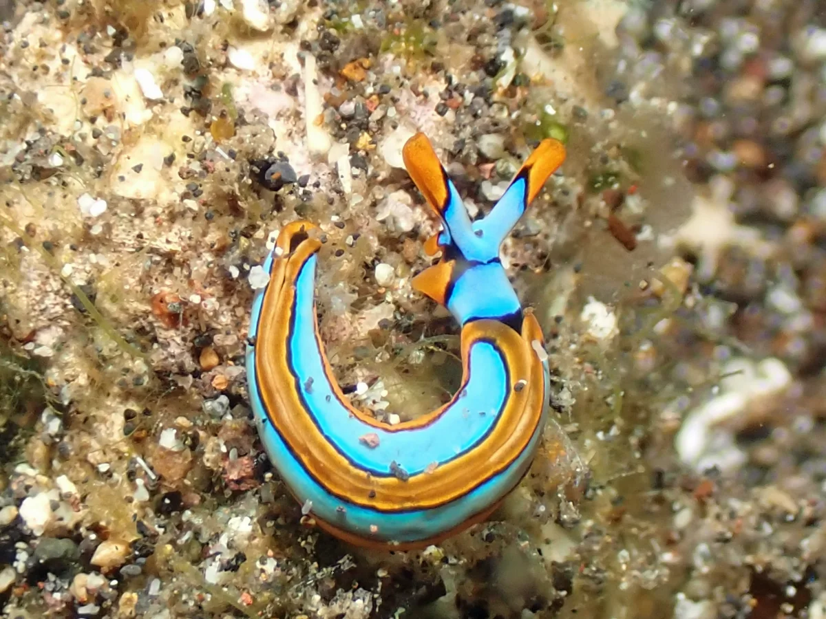 Thuridilla lineolata - Indonesia - Manado