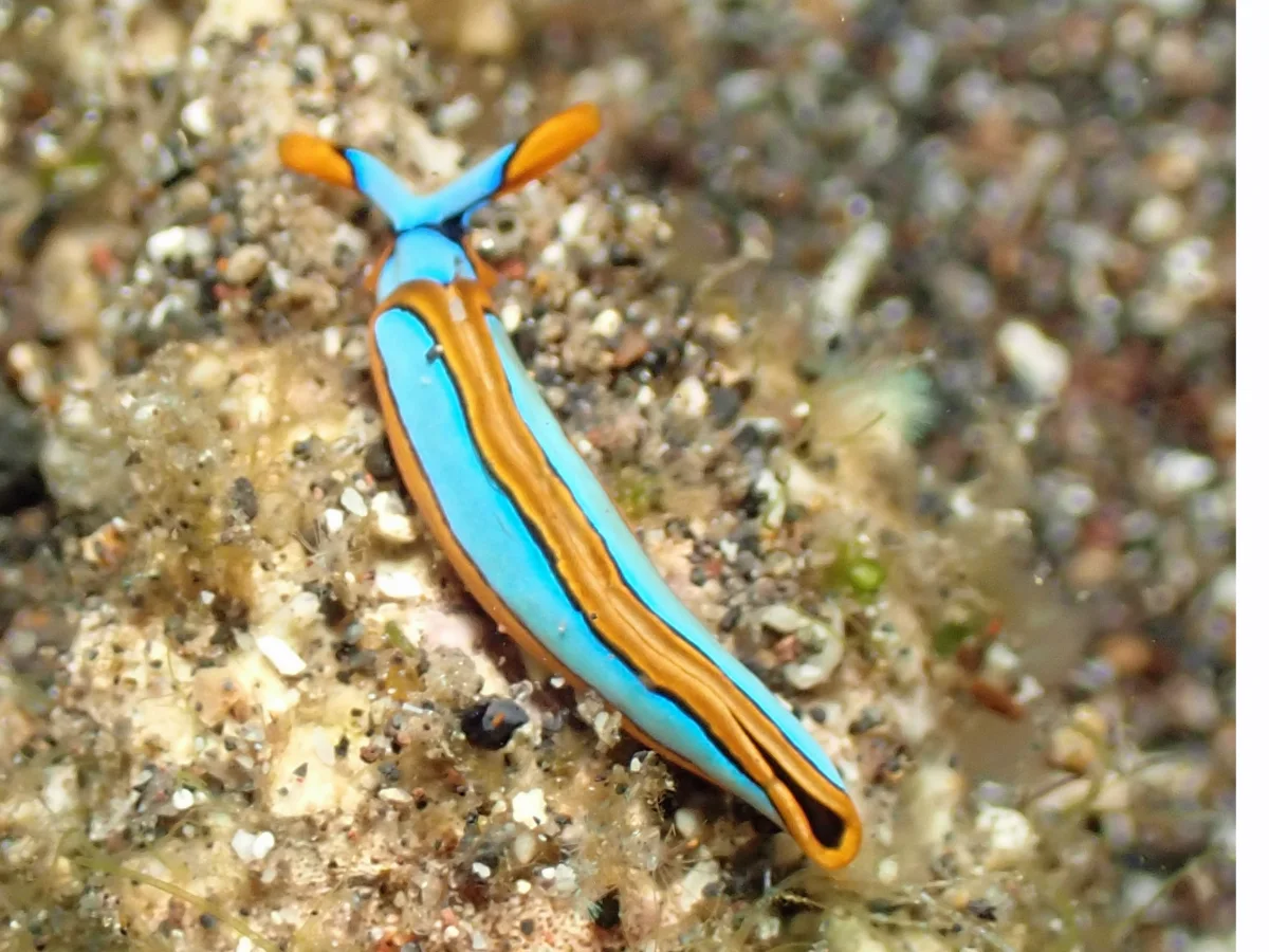 Thuridilla lineolata - Indonesia - Manado