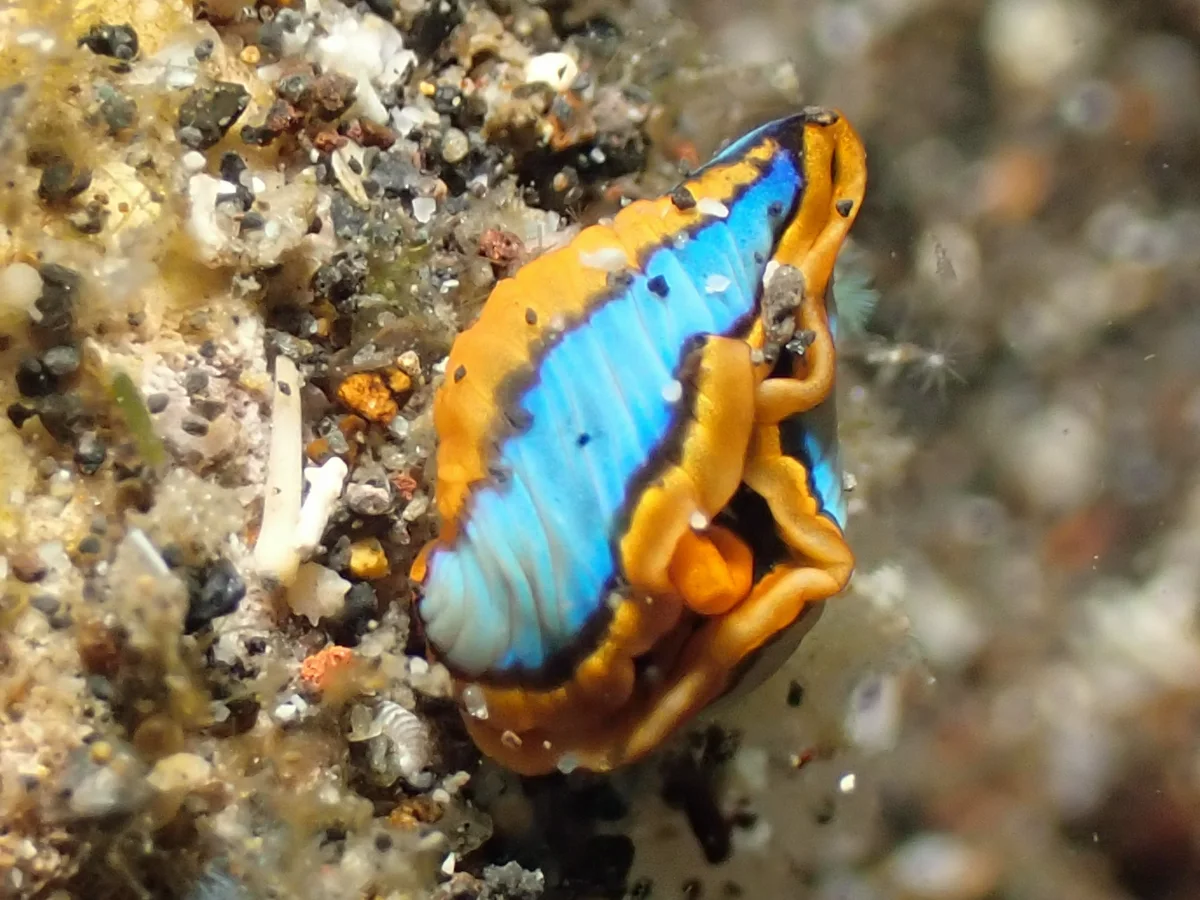 Thuridilla lineolata - Indonesia - Manado