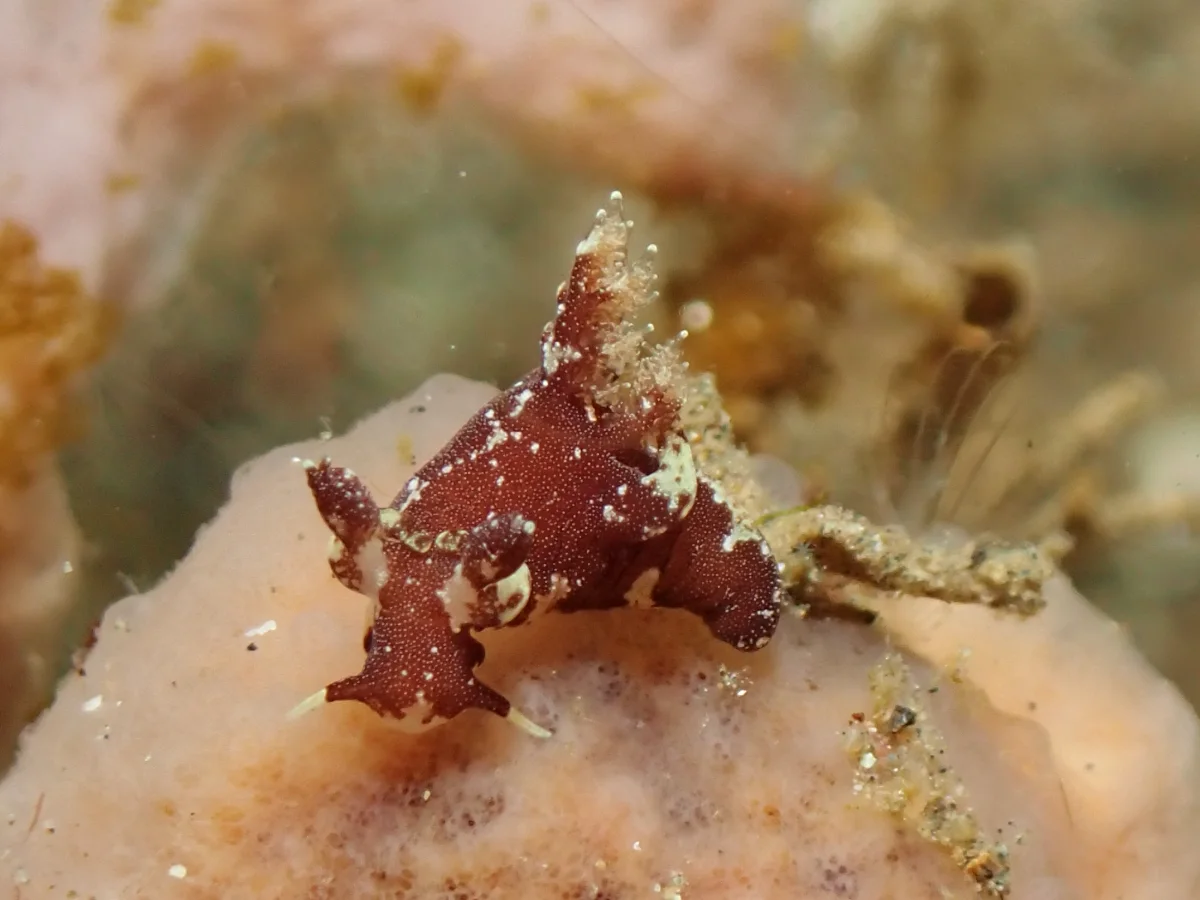 Trapania brunnea - Indonesia - Lembeh