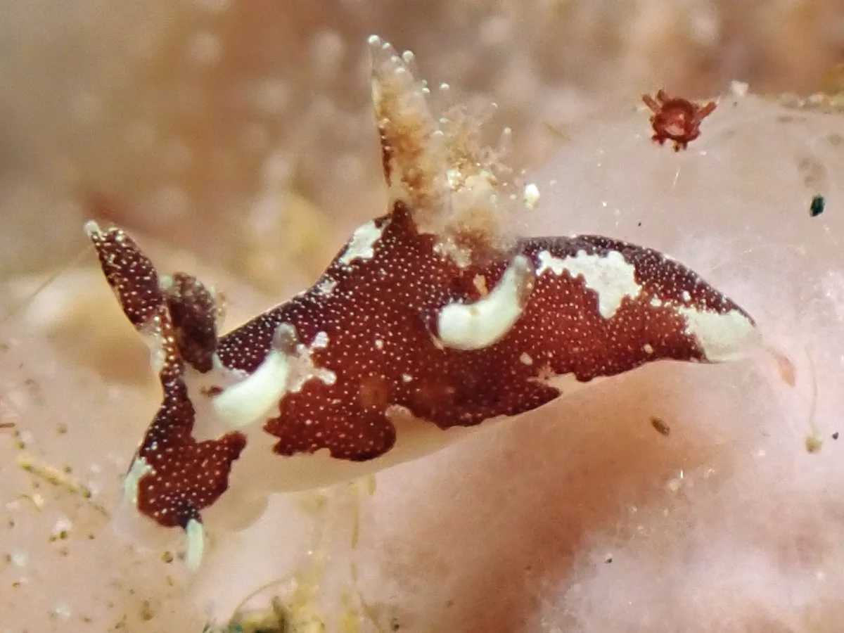 Trapania brunnea - Indonesia - Lembeh