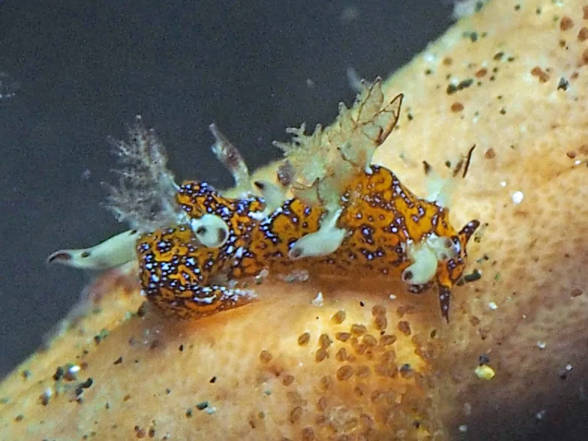 Trapania miltabrancha - Indonesia - Lembeh