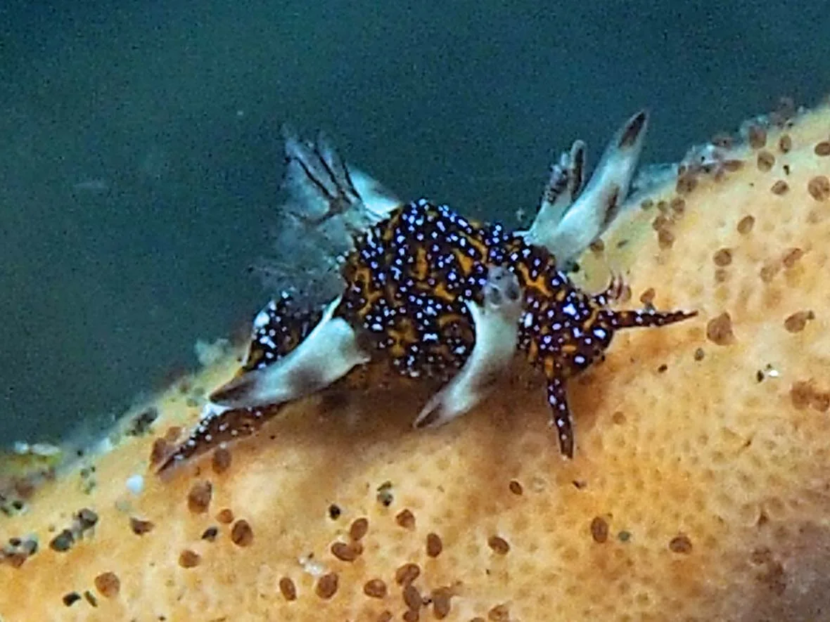 Trapania miltabrancha - Indonesia - Lembeh