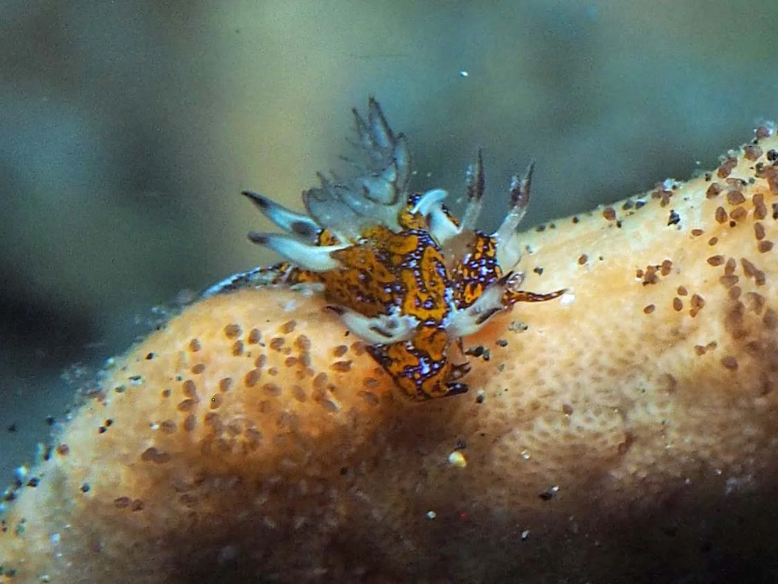 Trapania miltabrancha - Indonesia - Lembeh
