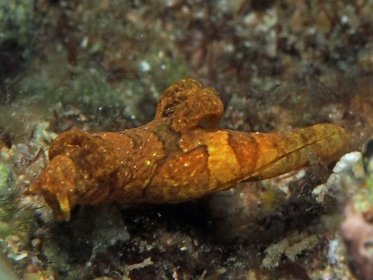 Trapania tigger - Indonesia - Lembeh