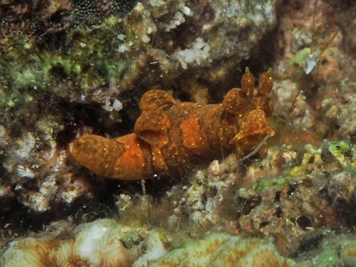Trapania tigger - Indonesia - Lembeh