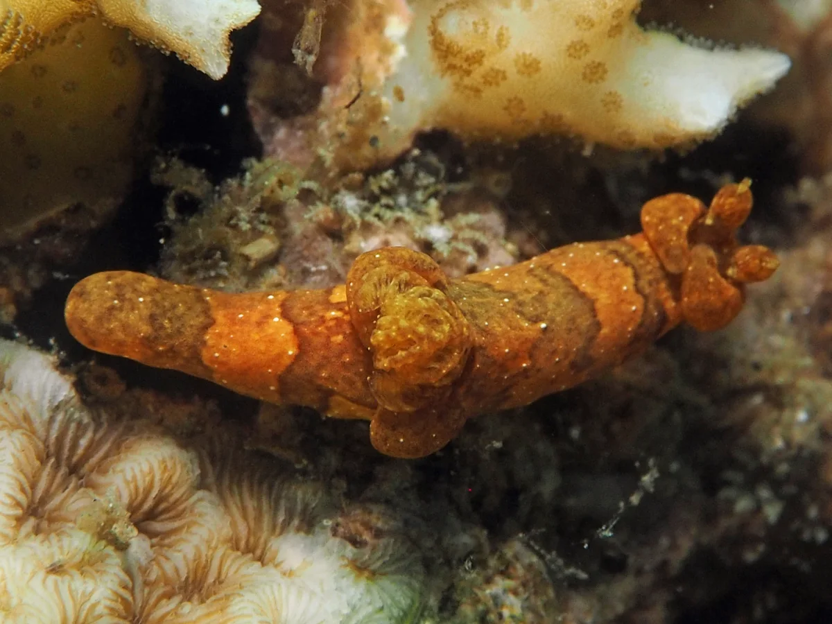 Trapania tigger - Indonesia - Lembeh
