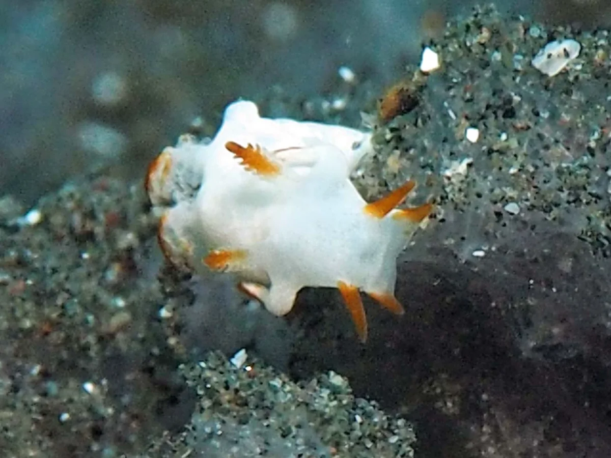 Trapania vitta - Indonesia - Lembeh