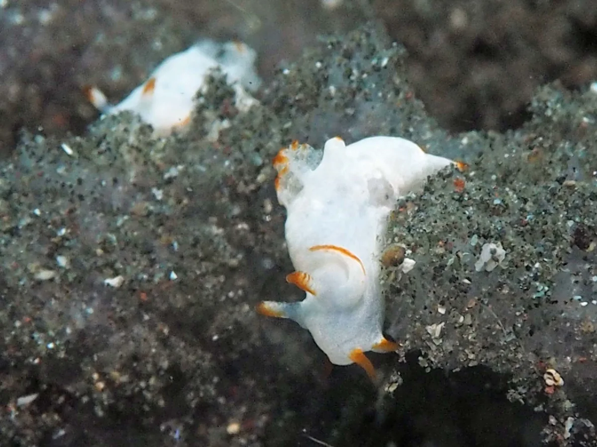 Trapania vitta - Indonesia - Lembeh