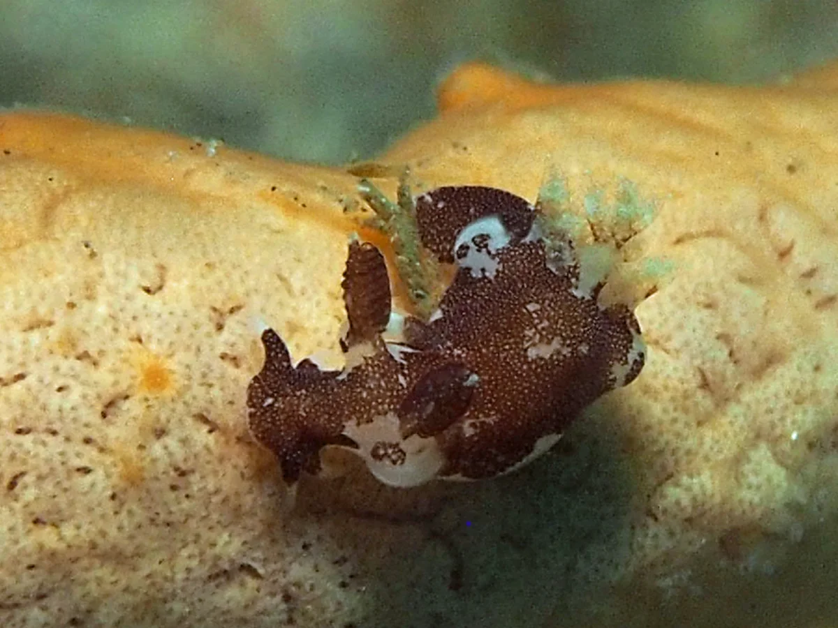 Tripania euryeia - Indonesia - Lembeh