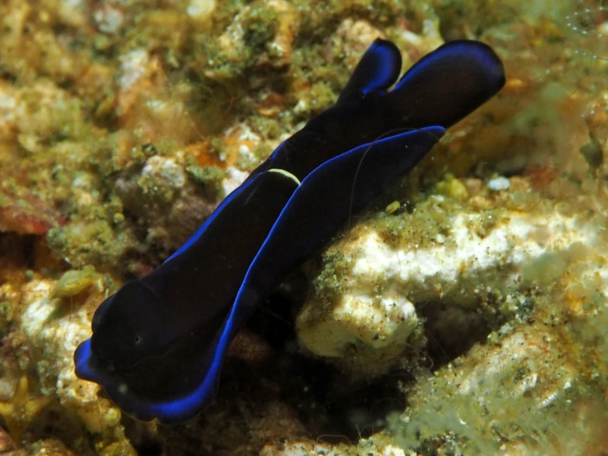 Tubulophilinopsis gardineri - Indonesia - Lembeh