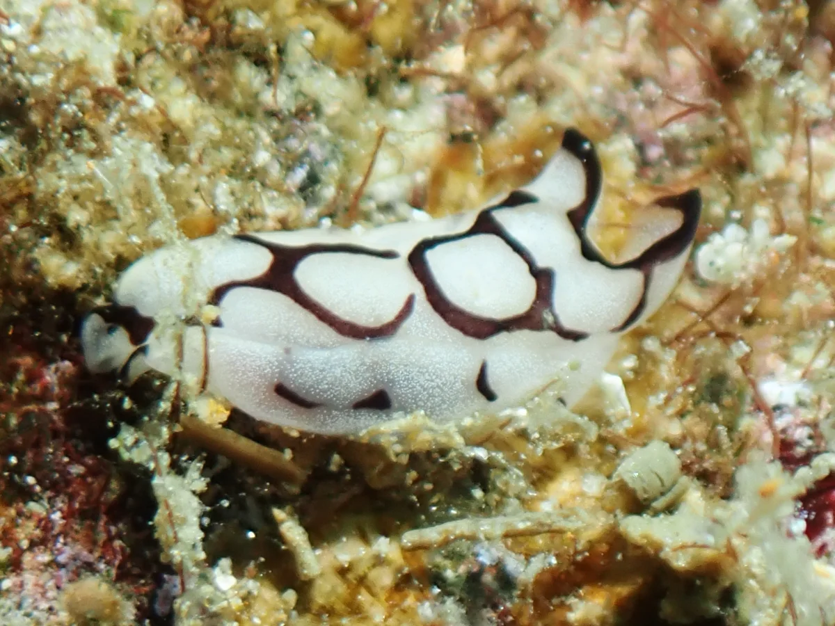 Tubulophilinopsis pilsbryi - Philippines - Anilao
