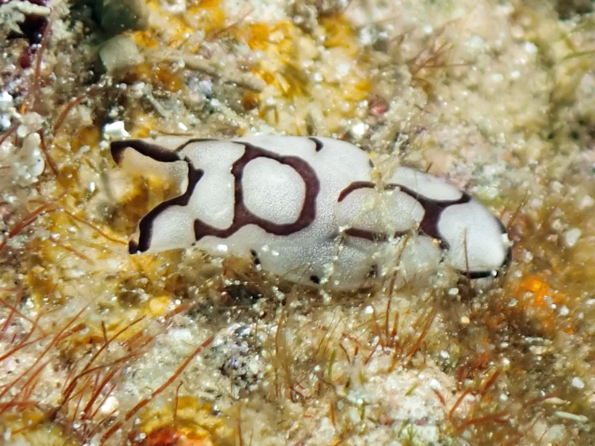 Tubulophilinopsis pilsbryi - Philippines - Anilao